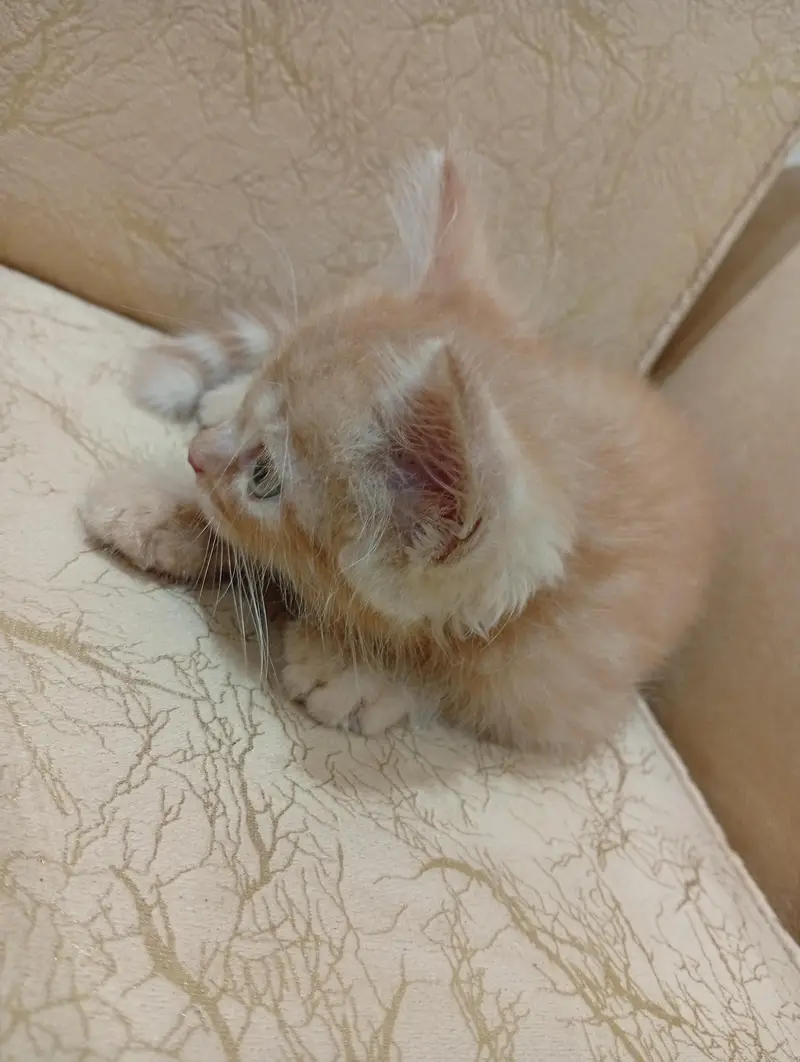 pure Persian semi punch face 1.5 months stole trained my d fluffy — photo 3
