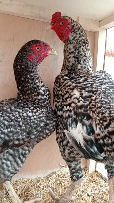 Unique Coco Aseel | Pakistan Aseel