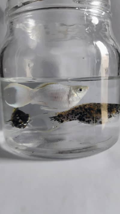 Exotic mollies , guppies  and  plants for sale