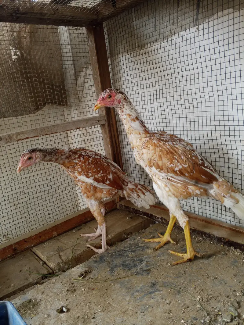 Aseel Male 2 female — photo 3