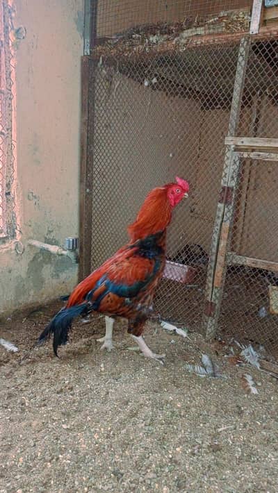 Aseel Mianwali
