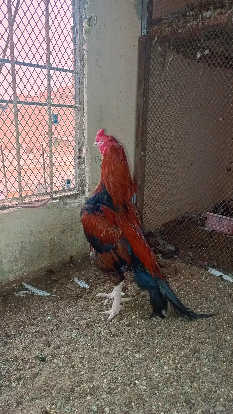 Aseel Mianwali — photo 2