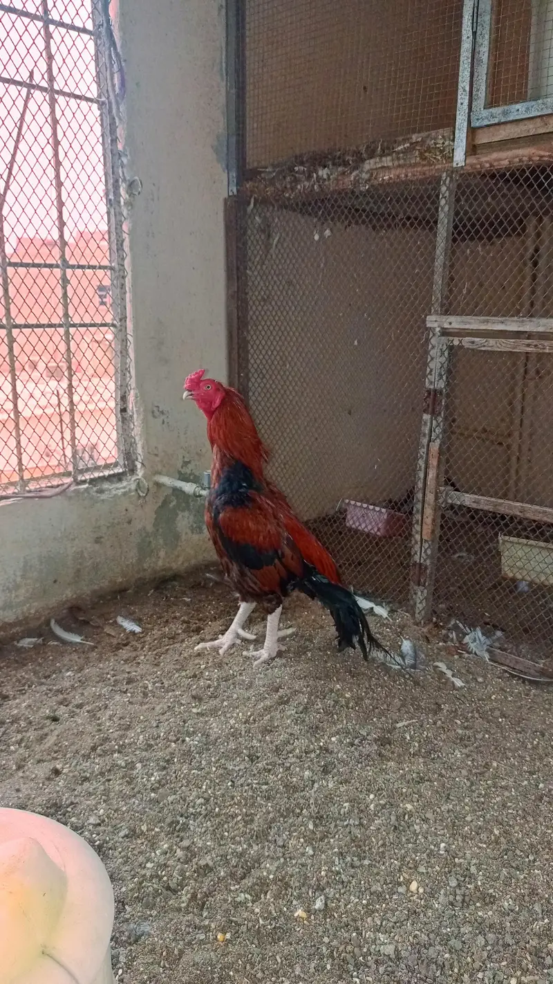 Aseel Mianwali — photo 3