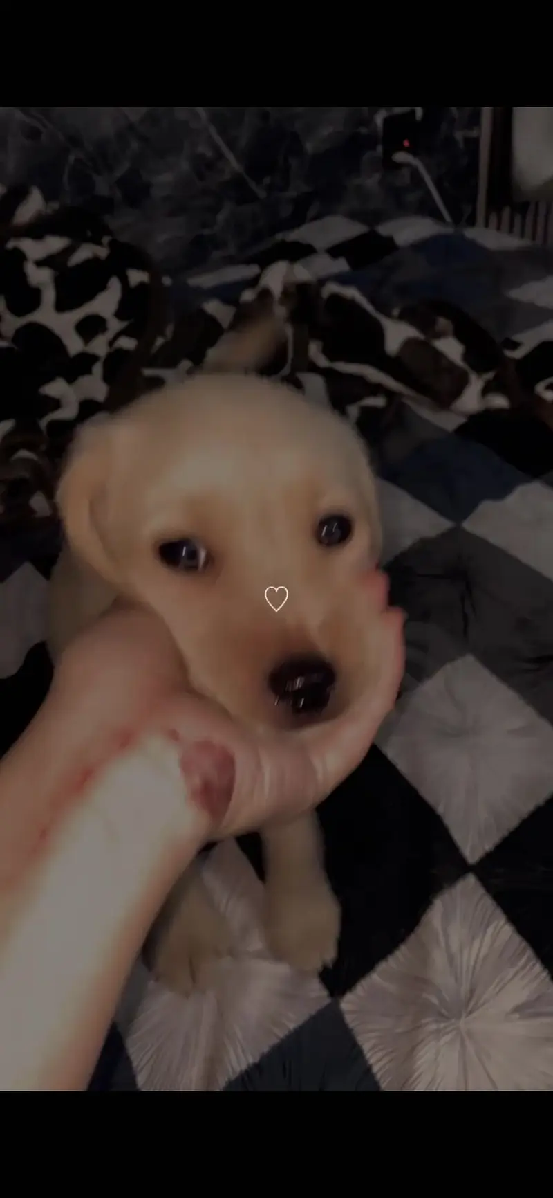 Labrador female puppy
