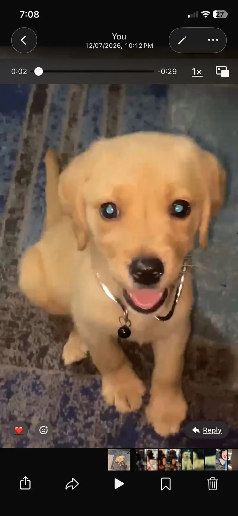 Labrador female puppy — photo 2