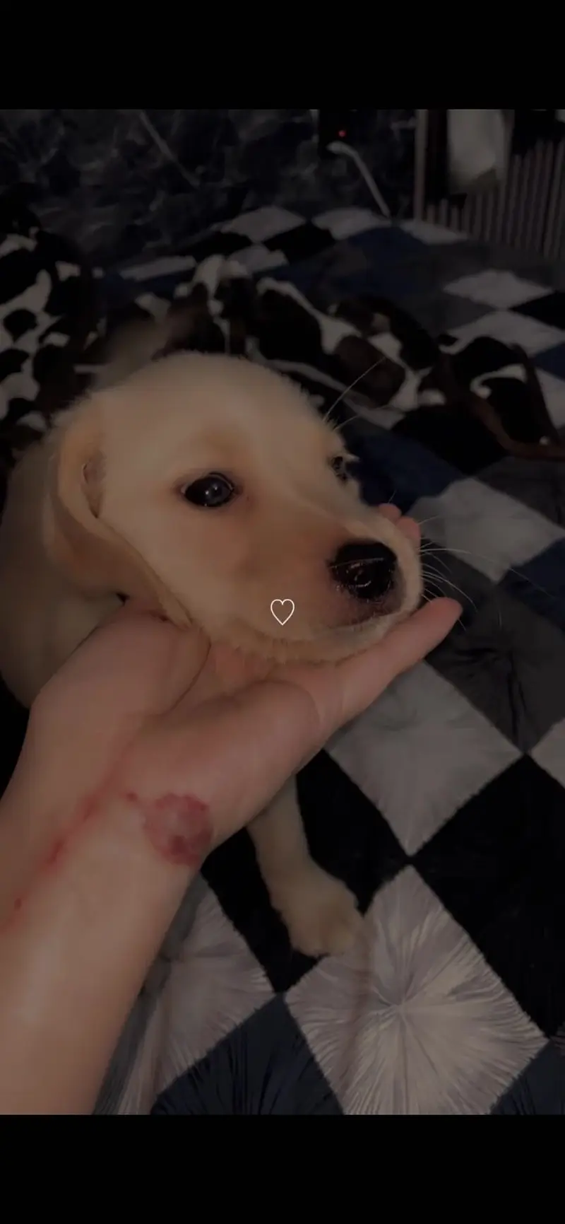 Labrador female puppy — photo 3