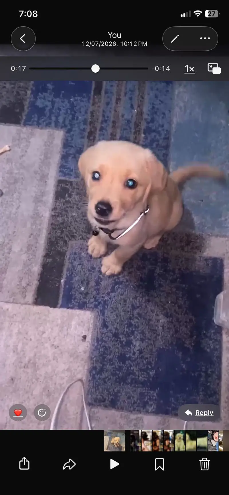 Labrador female puppy — photo 4
