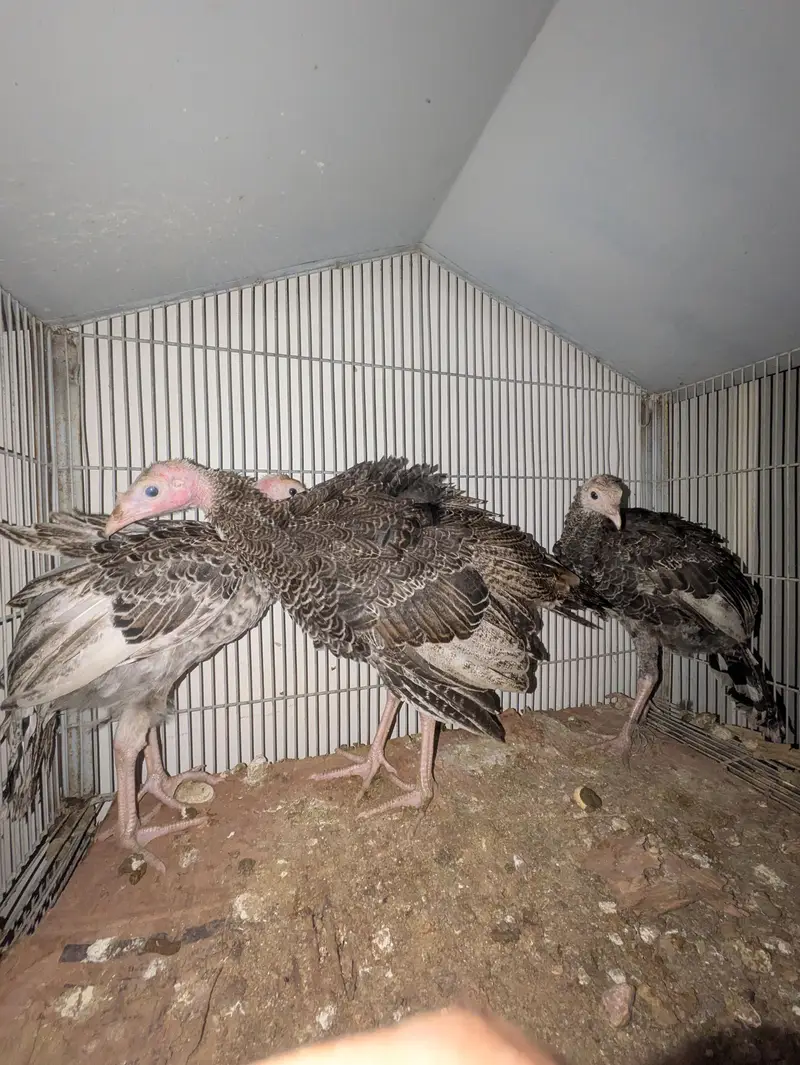 Turkey Active pathe — photo 4