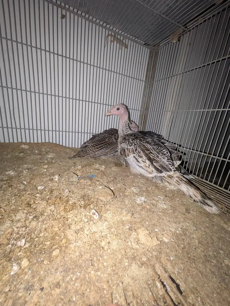 Turkey Active pathe — photo 6