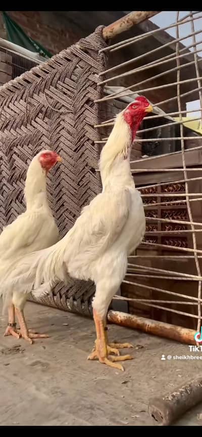 Aseel/Shamo/Aseel chicks/White shamo/Black shamo/chicks/Murga