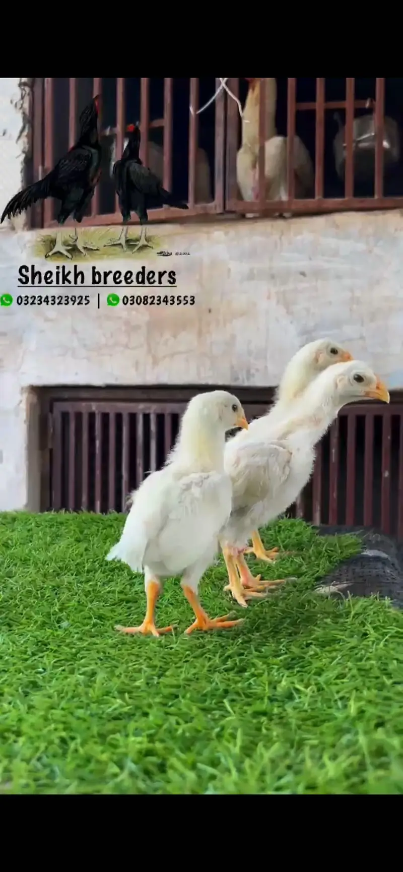 Aseel/Shamo/Aseel chicks/White shamo/Black shamo/chicks/Murga — photo 2
