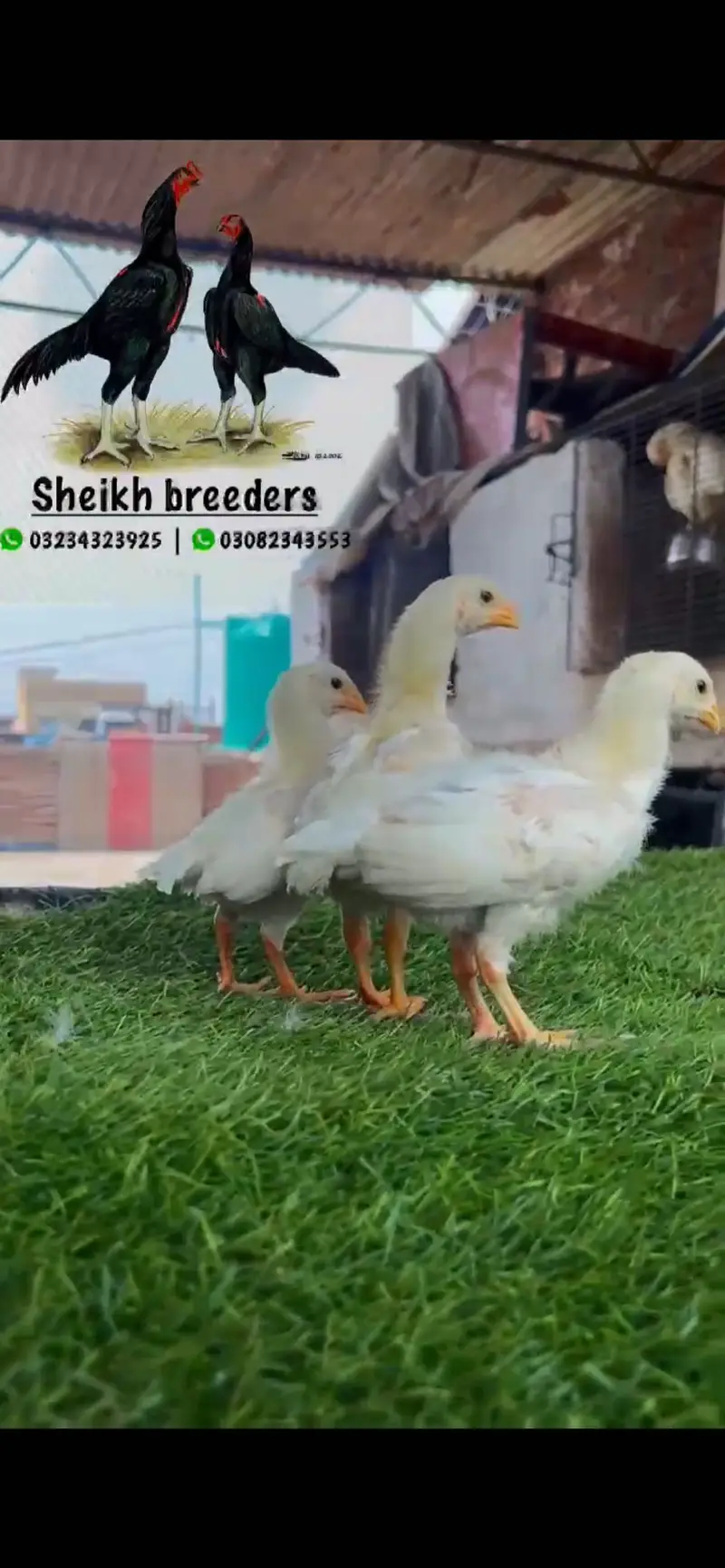 Aseel/Shamo/Aseel chicks/White shamo/Black shamo/chicks/Murga — photo 3