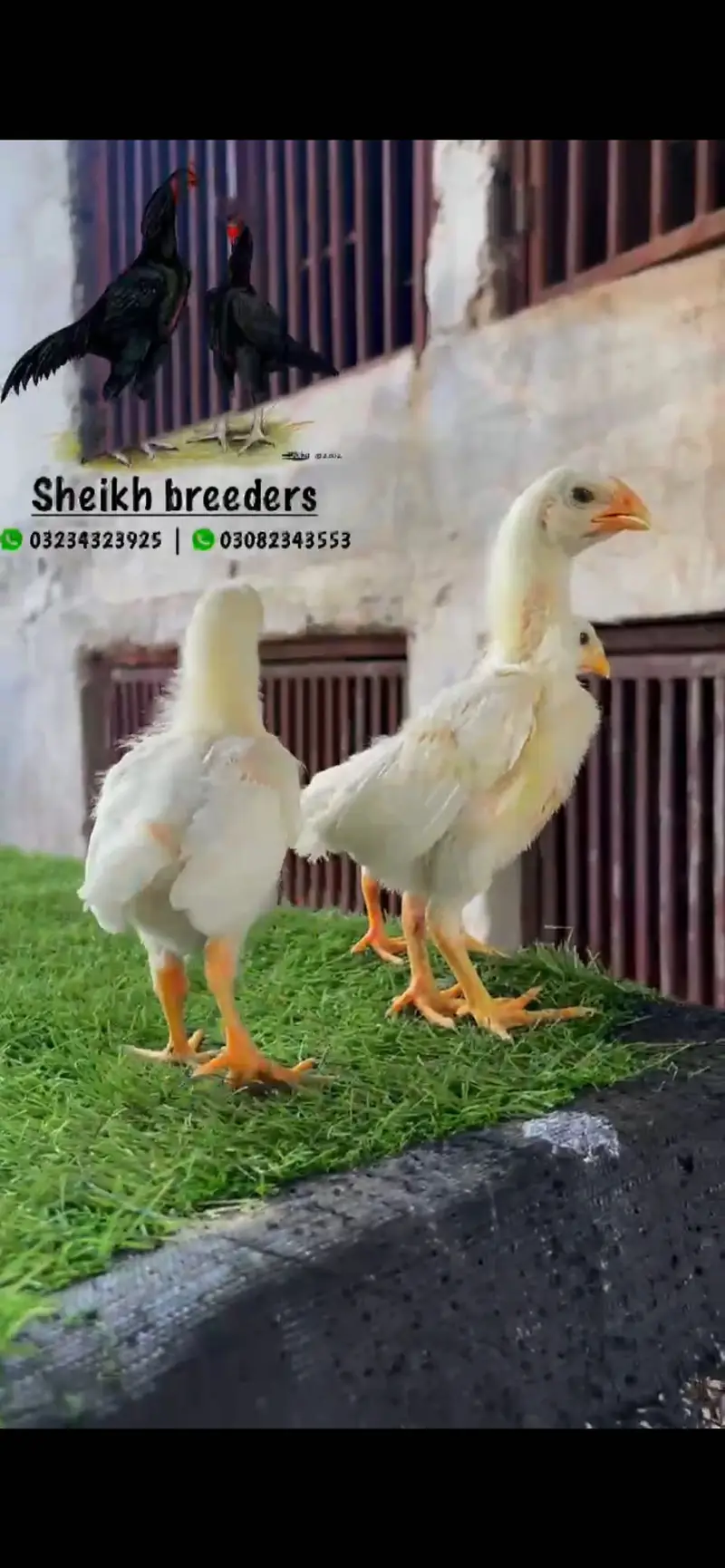 Aseel/Shamo/Aseel chicks/White shamo/Black shamo/chicks/Murga — photo 4