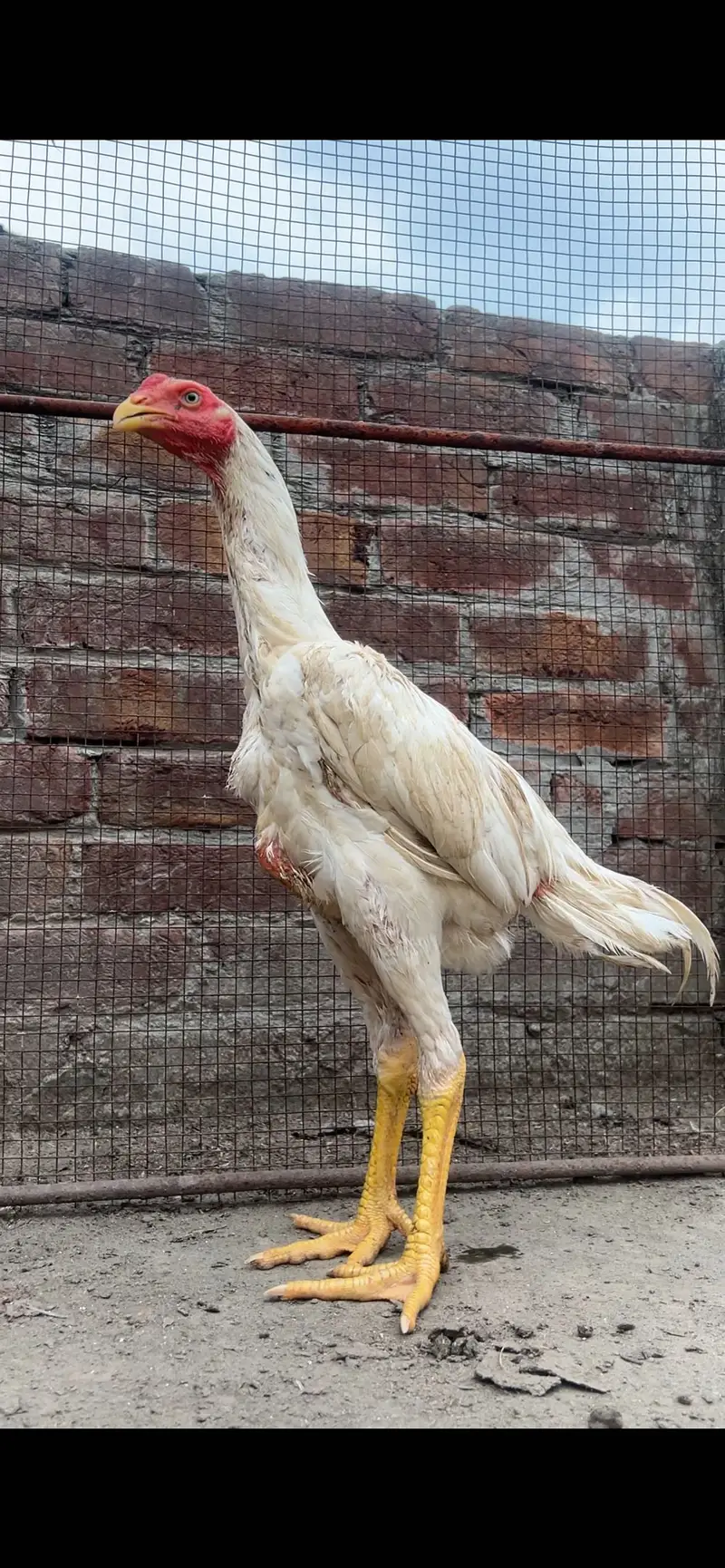 Aseel/Shamo/Aseel chicks/White shamo/Black shamo/chicks/Murga — photo 6