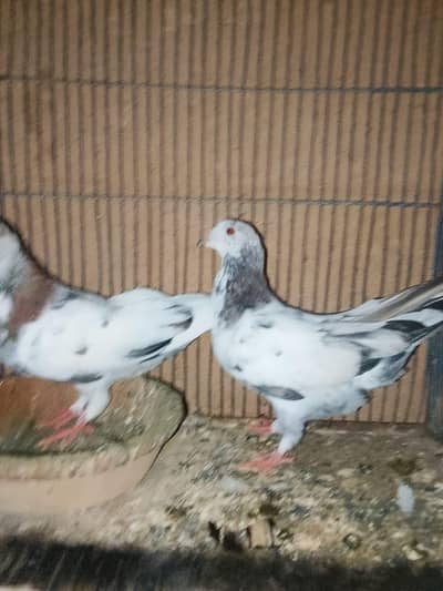 phone 03191299285 whole setup sale piegon, merge, chicks