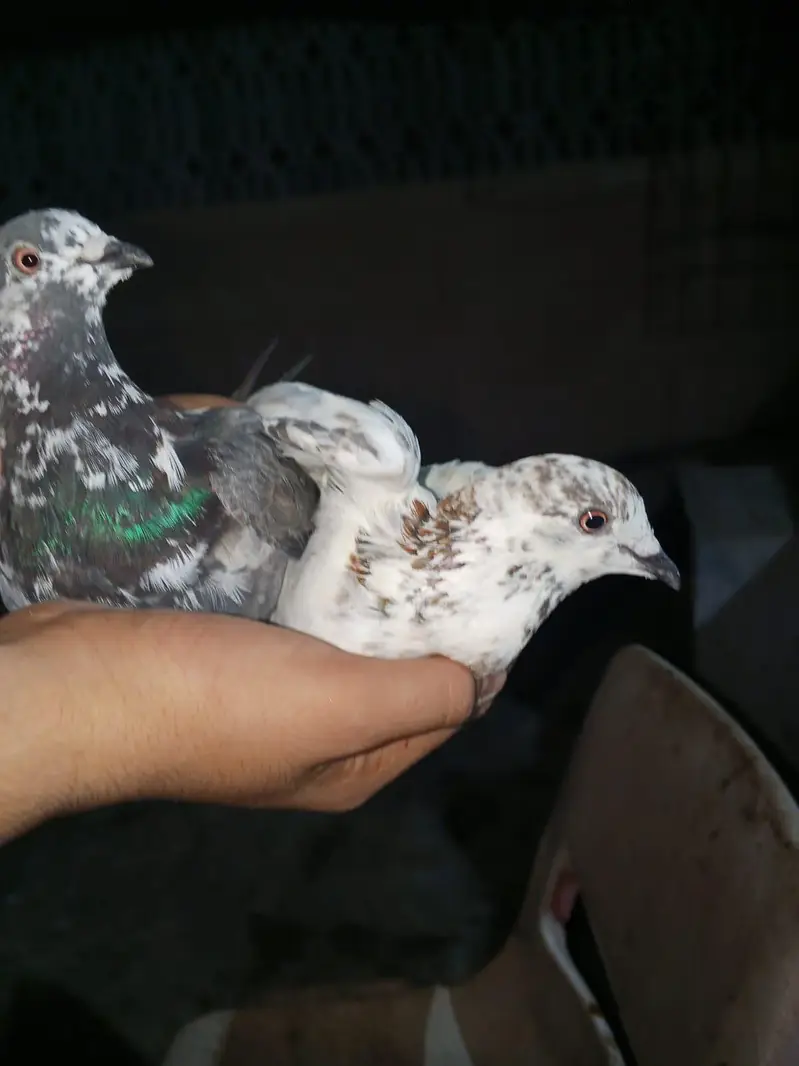 phone 03191299285 whole setup sale piegon, merge, chicks — photo 2