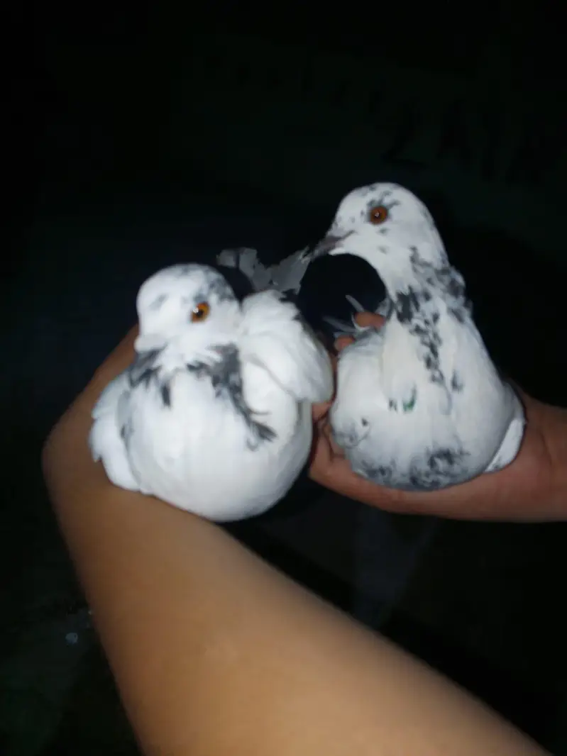 phone 03191299285 whole setup sale piegon, merge, chicks — photo 4