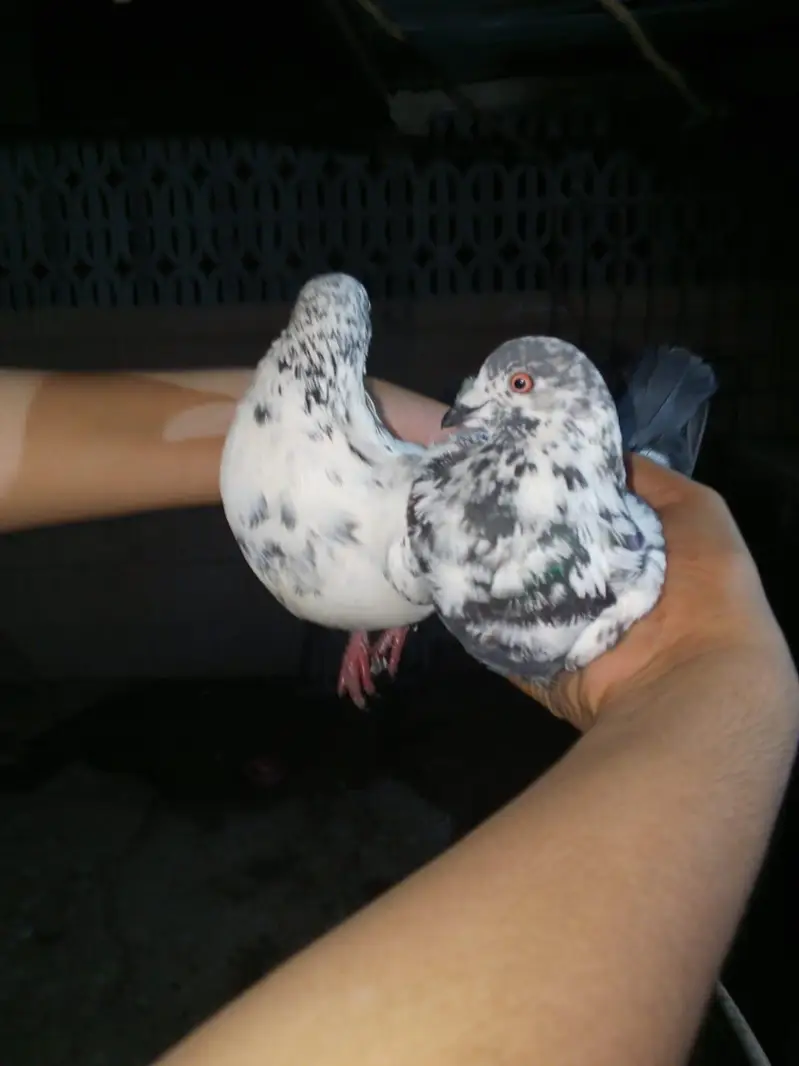 phone 03191299285 whole setup sale piegon, merge, chicks — photo 5