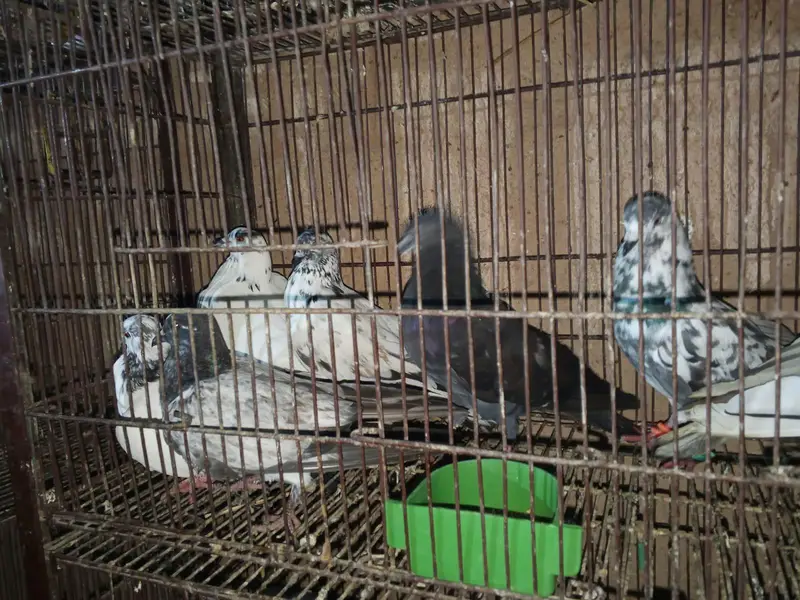 phone 03191299285 whole setup sale piegon, merge, chicks — photo 6