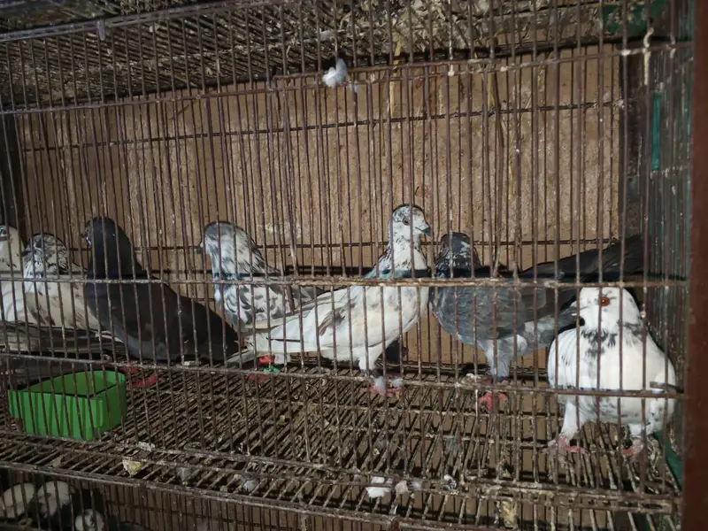 phone 03191299285 whole setup sale piegon, merge, chicks — photo 7