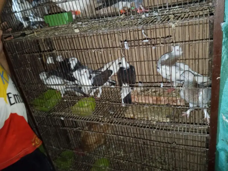 phone 03191299285 whole setup sale piegon, merge, chicks — photo 9