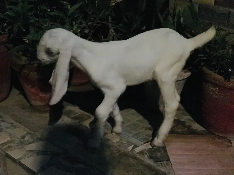 A kid of a goat — photo 2