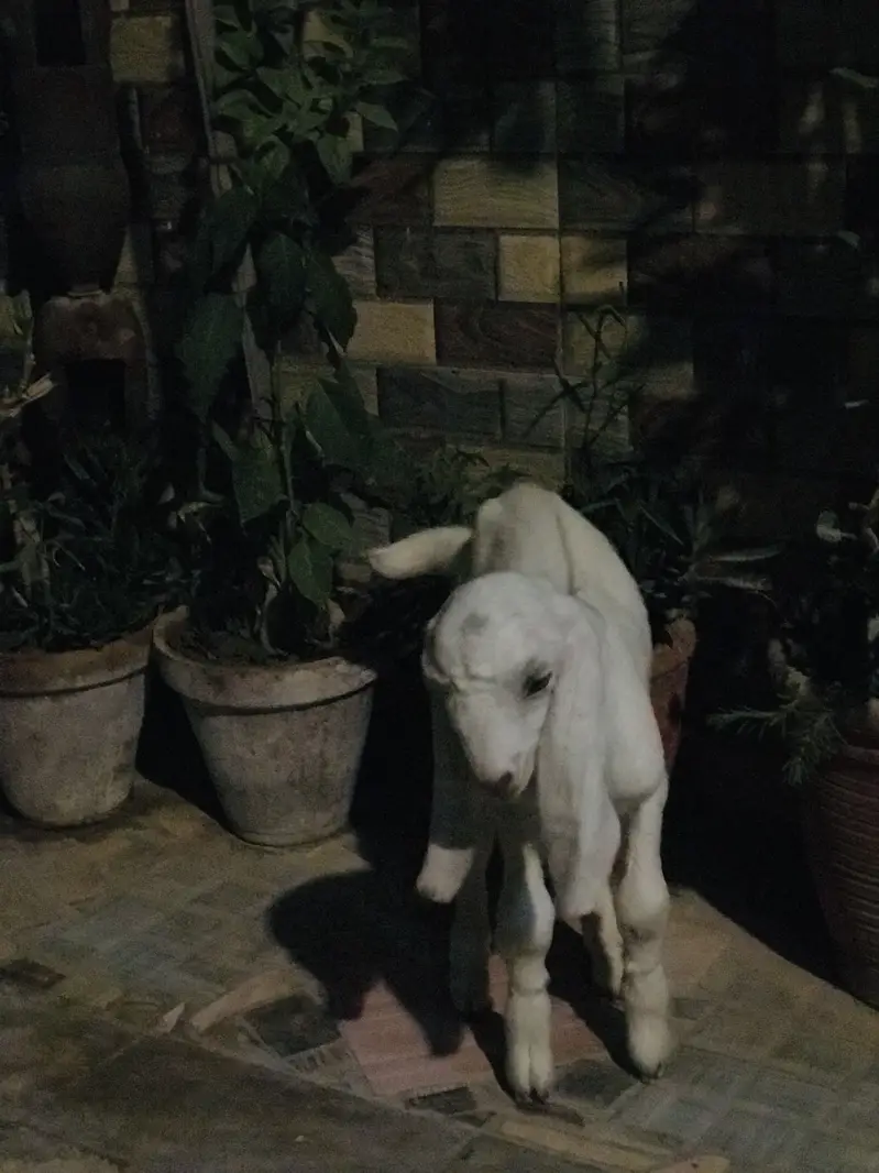 A kid of a goat — photo 3