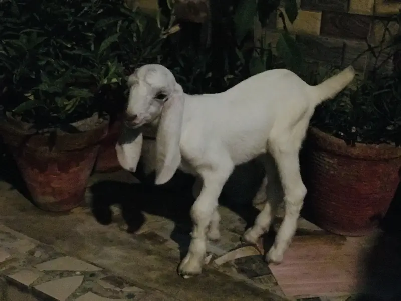A kid of a goat — photo 4
