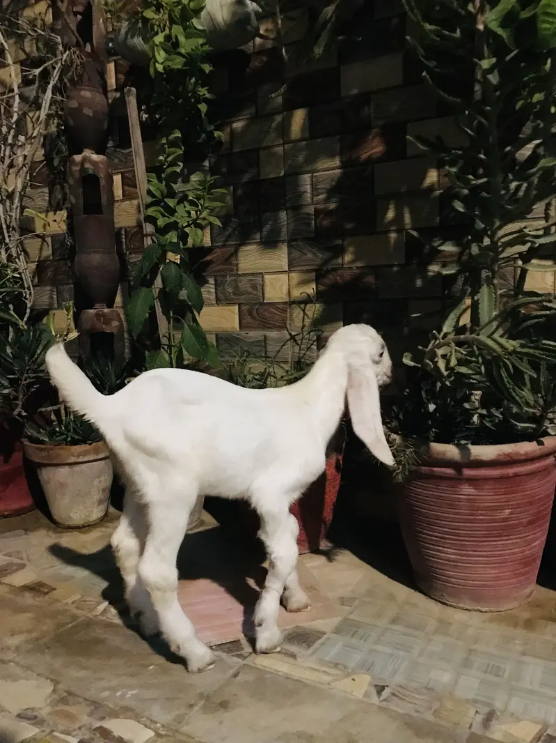 A kid of a goat — photo 5