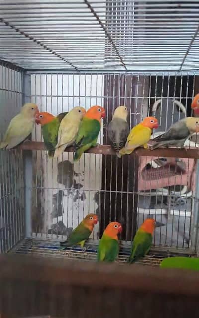 Love Birds For sale Total 13 pcs
