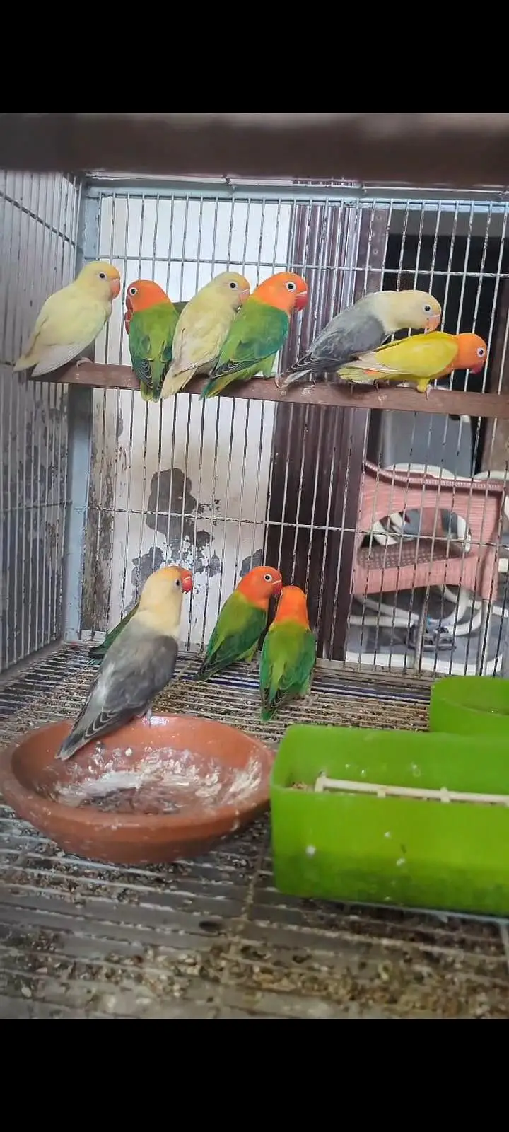 Love Birds For sale Total 13 pcs — photo 4