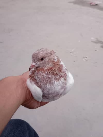 Pigeon healthy and active