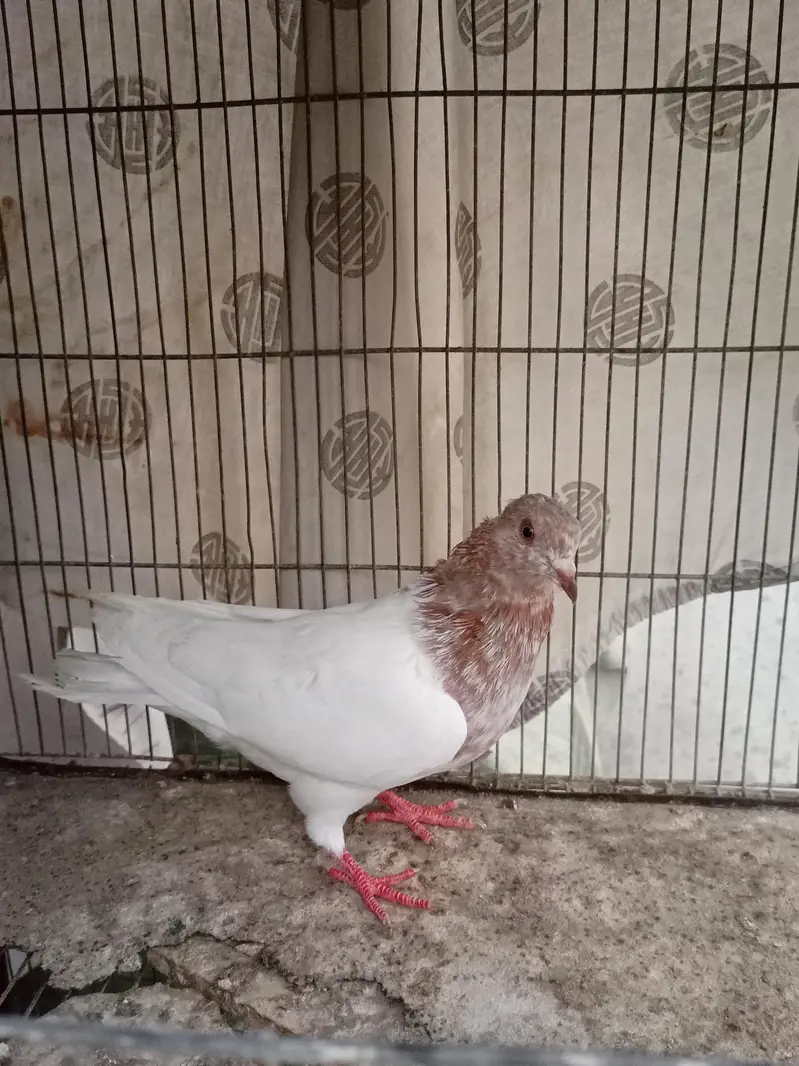 Pigeon healthy and active — photo 2
