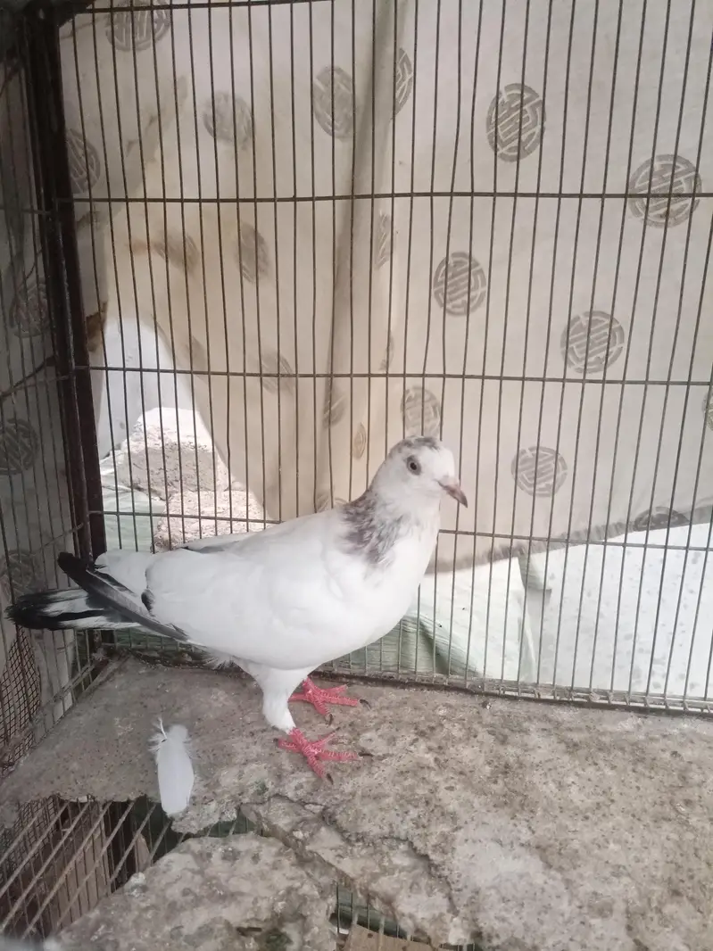 Pigeon healthy and active — photo 4