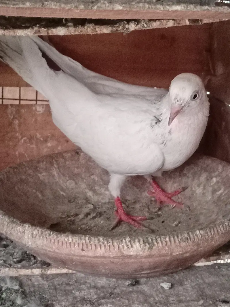 Pigeon healthy and active — photo 5