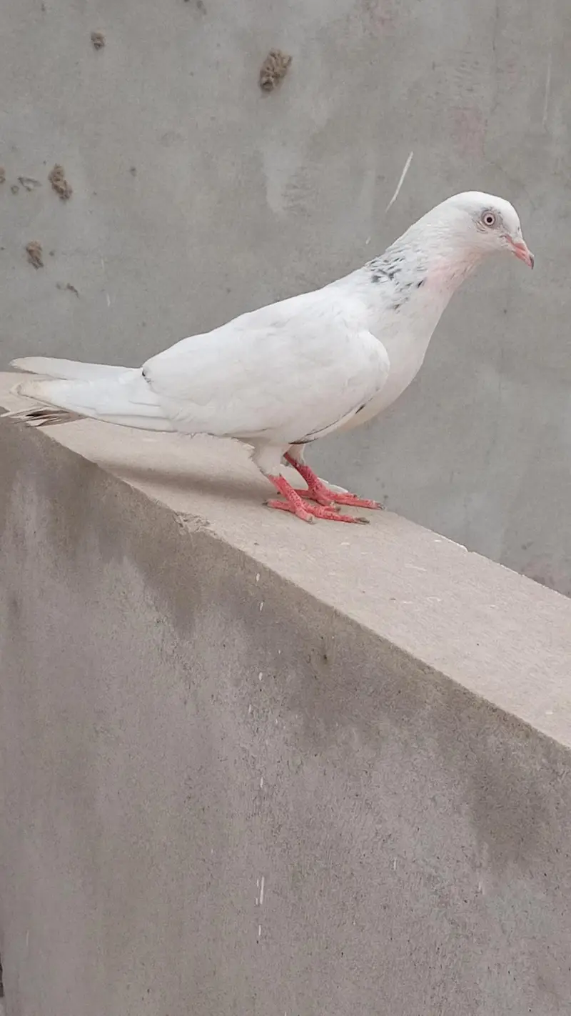 Pigeon healthy and active — photo 6
