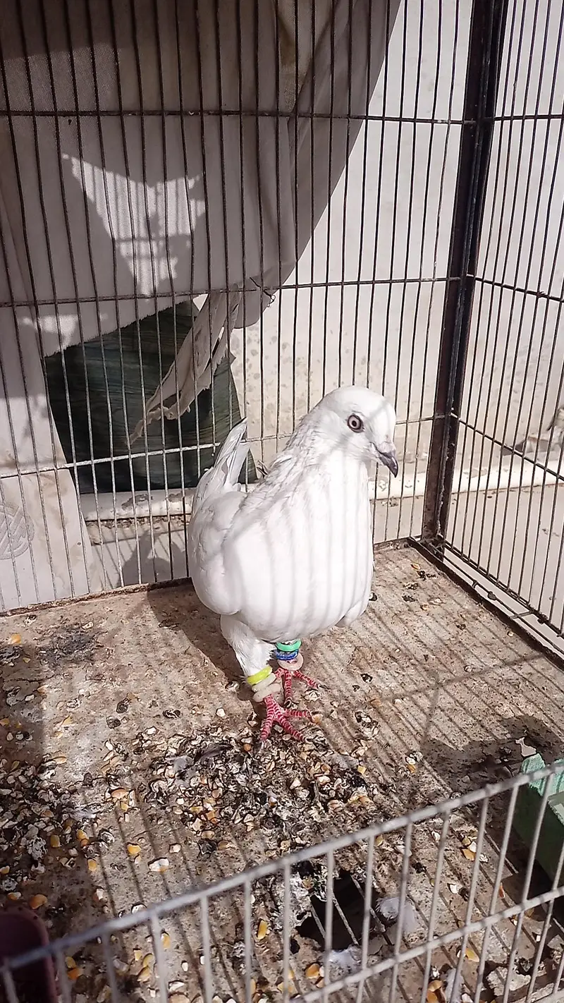 Pigeon healthy and active — photo 7