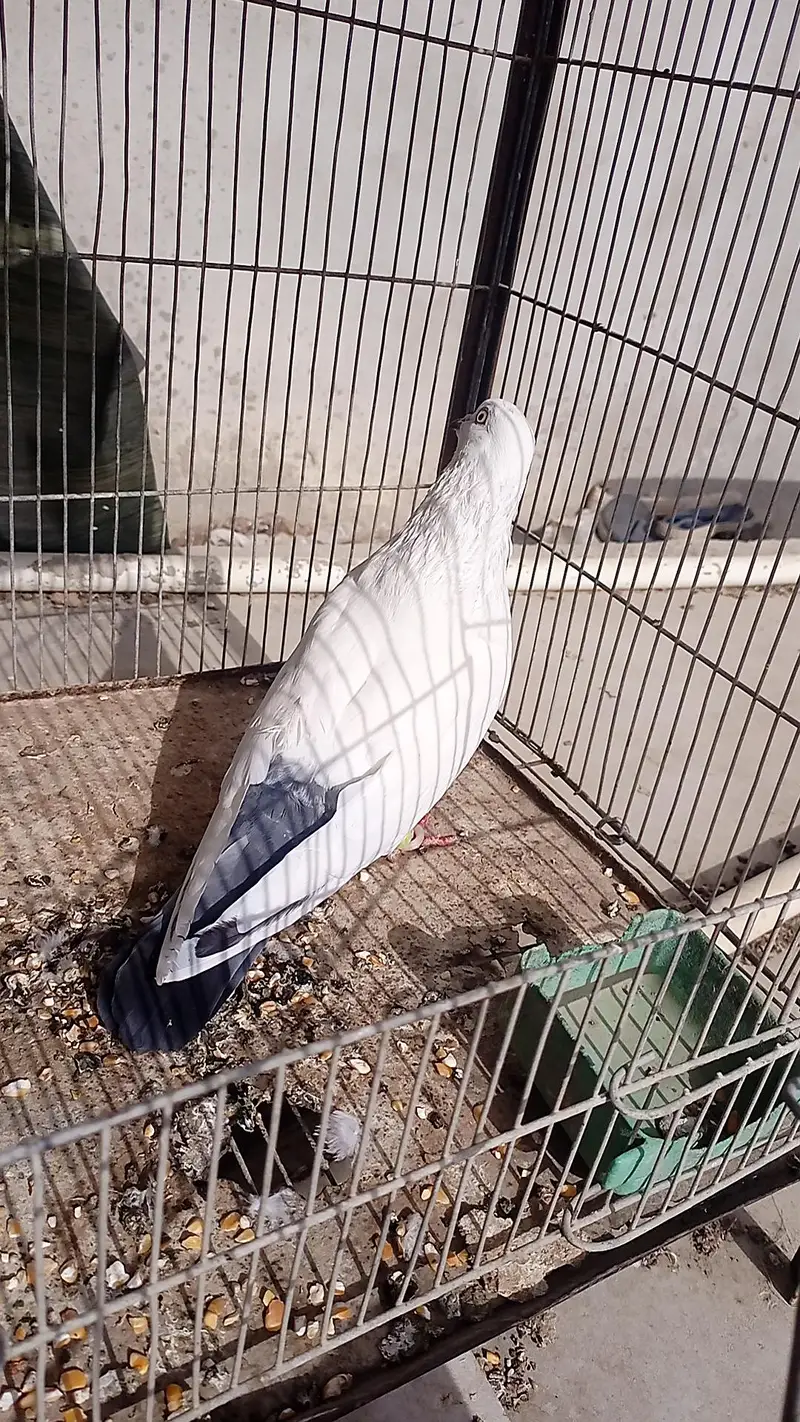 Pigeon healthy and active — photo 8