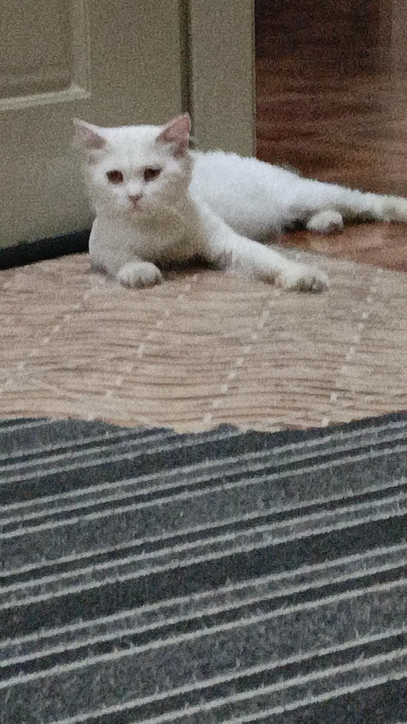 male cat litter train vaccinated — photo 2