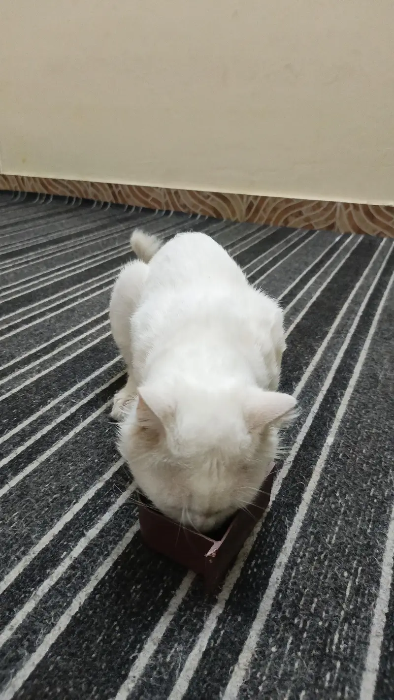 male cat litter train vaccinated — photo 3