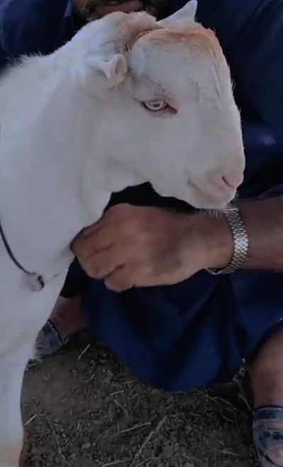 White Eyes Tedda for sale