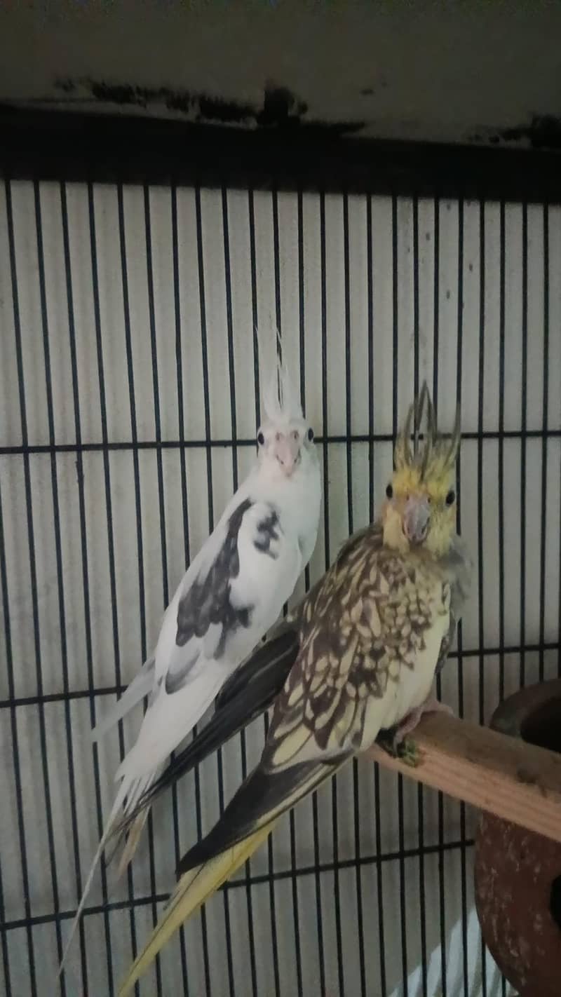 cocktail breader pair 0
