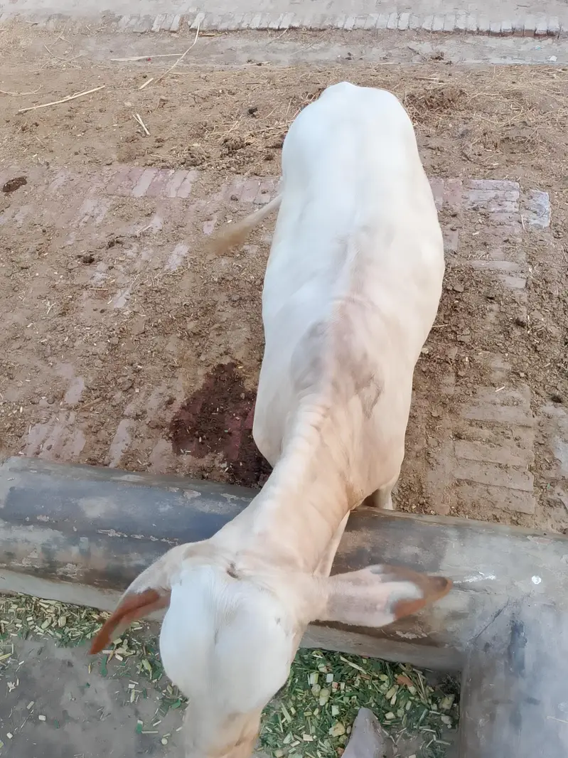 bachra — photo 2