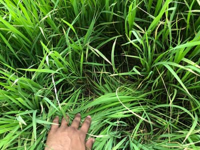 rice paneeri