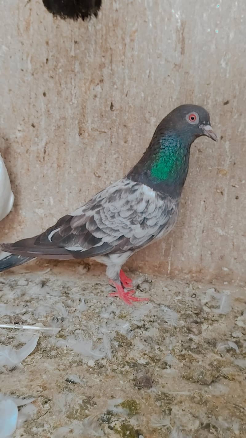کمندر کصوری کبوتر 0