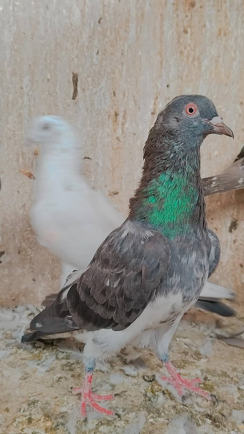 کمندر کصوری کبوتر 1