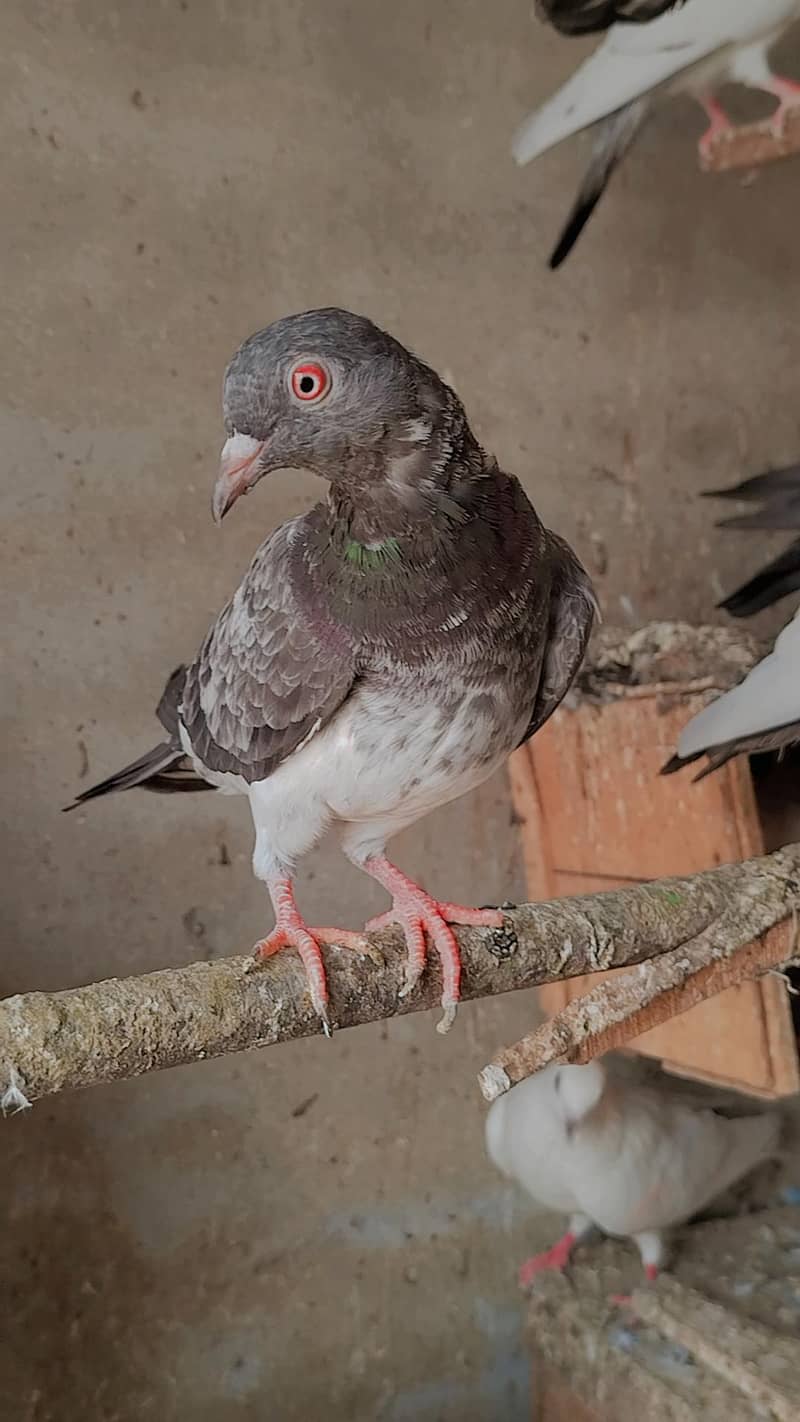 کمندر کصوری کبوتر 2