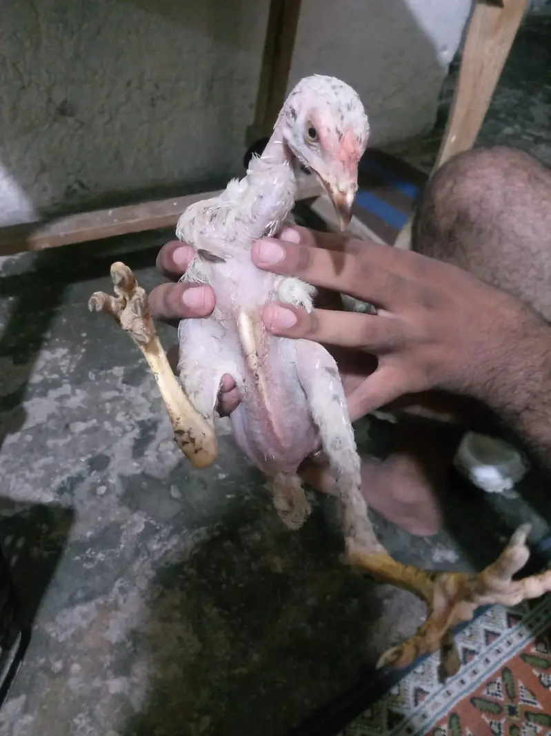 aseel mianwali — photo 2