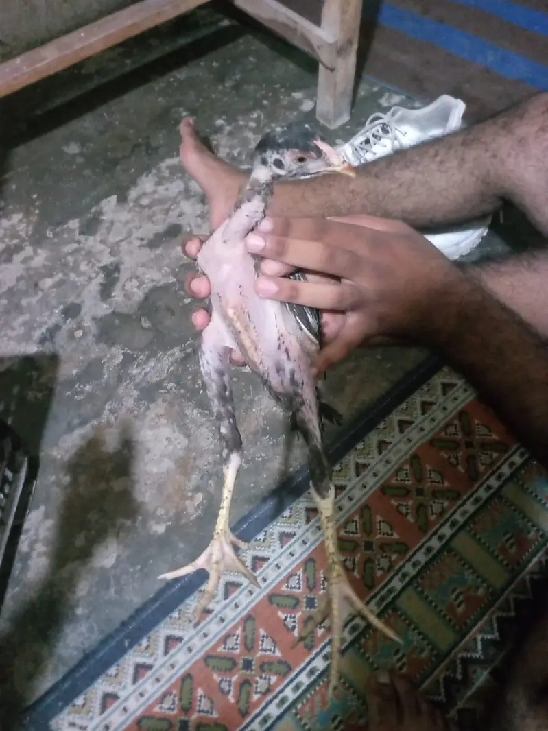 aseel mianwali — photo 6