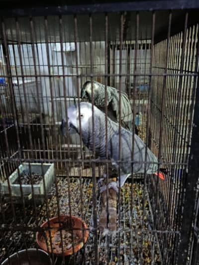grey parrots